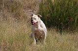 BOULEDOGUE AMERICAIN 394